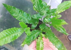 Bolbitis sp. Seram - Aqualeaf