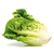 LECHUGA CRIOLLA x 2 plantas