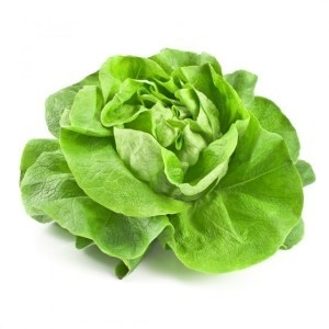 LECHUGA MANTECOSA x 2 plantas