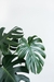 Planta Monstera Deli