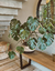 Planta Monstera Deli - comprar online