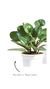 Planta Suculenta en internet