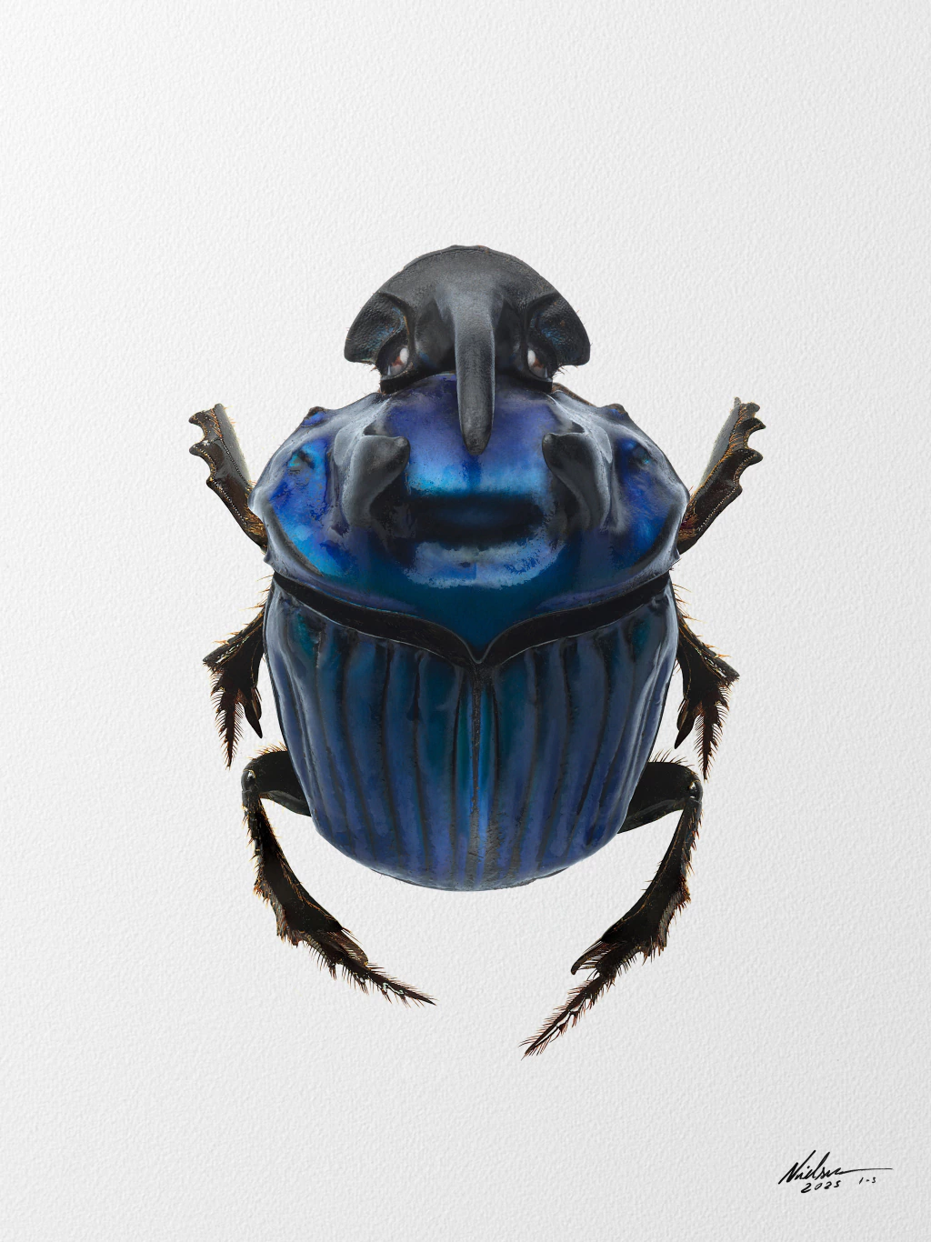 Oxystemon conspicillatum