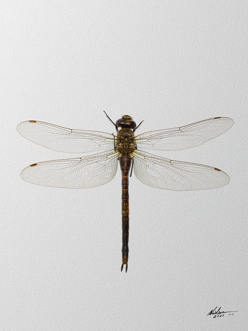 Dragon fly 02