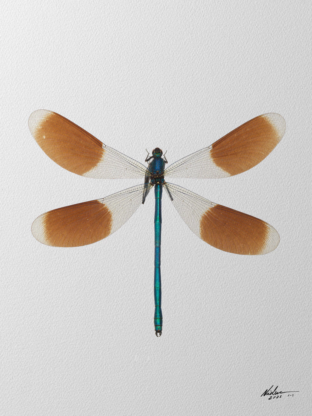 Megaloxantha_Bicolor_M