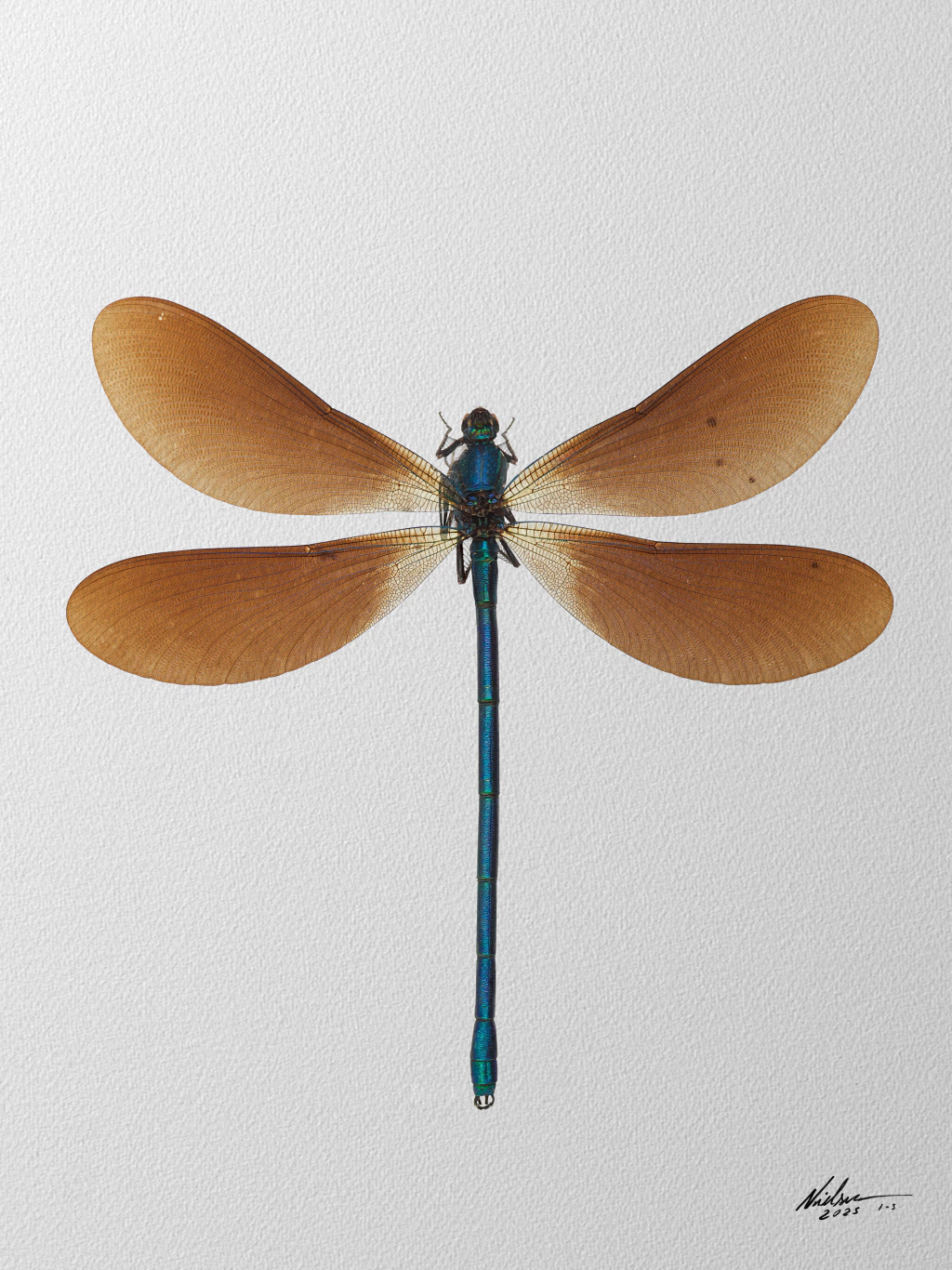 Megaloxantha_Bicolor_F