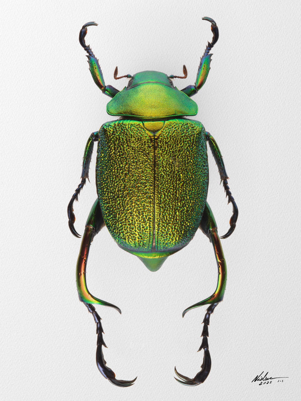 Chrysophora chrysochlora ♀