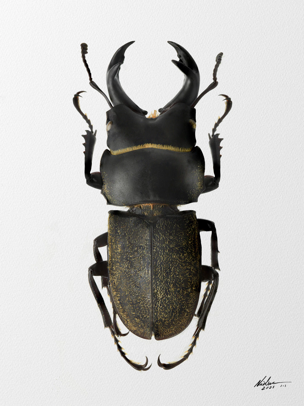 Aegognathus caledoniensis