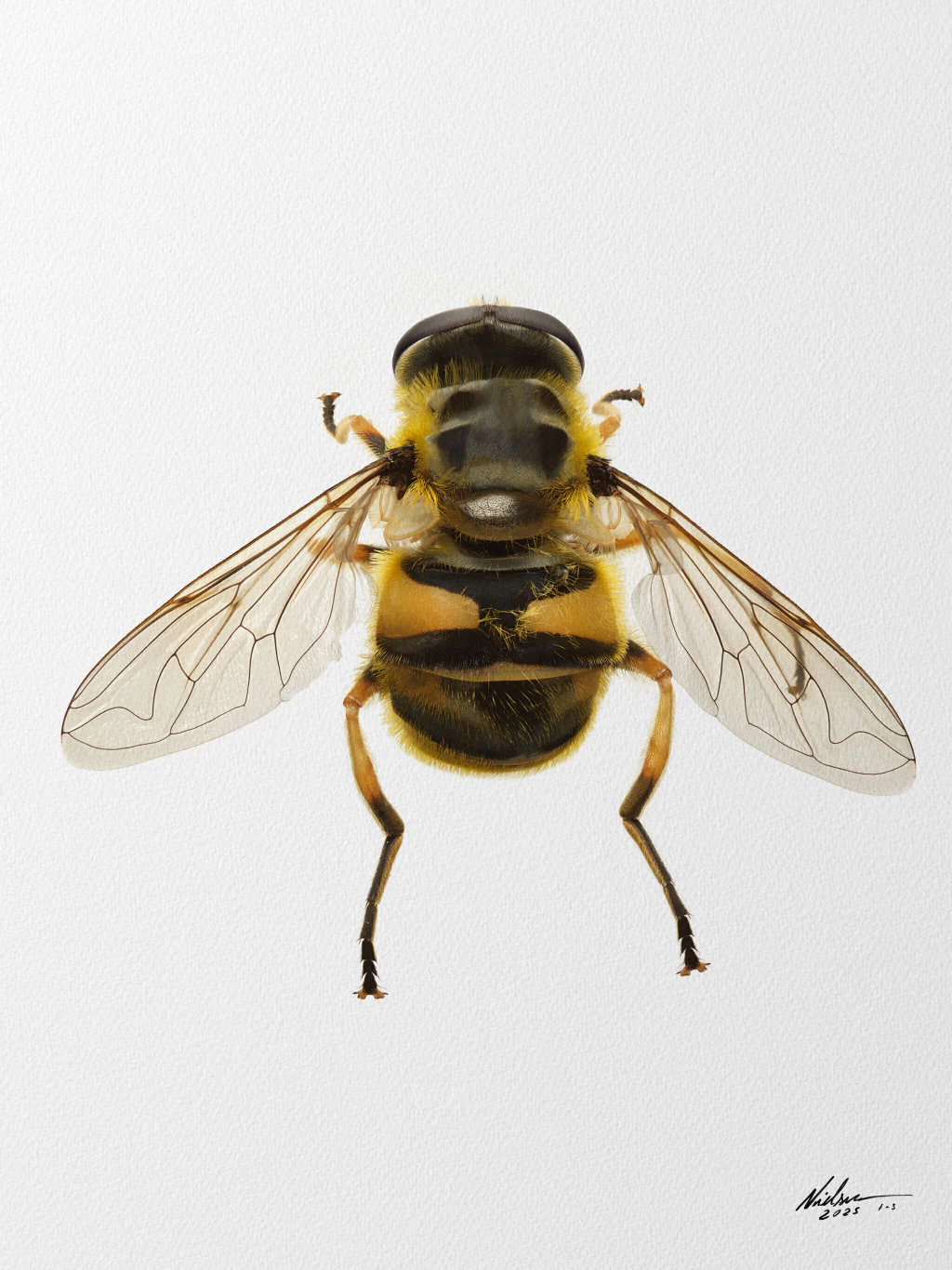 Helophilus pendulus_moska