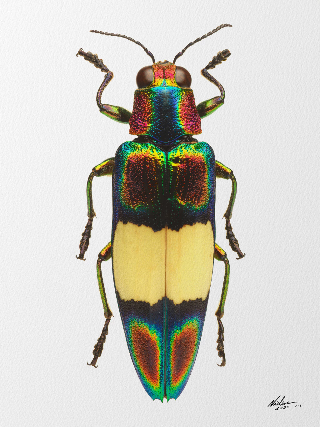 Chrysochroa Ocellata Ephippigera