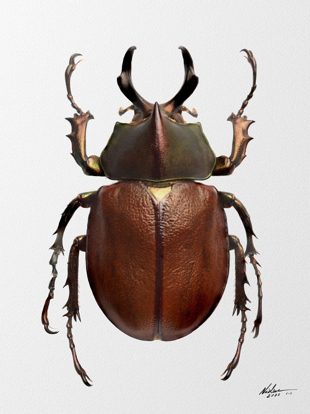 Agaocephala margaridae