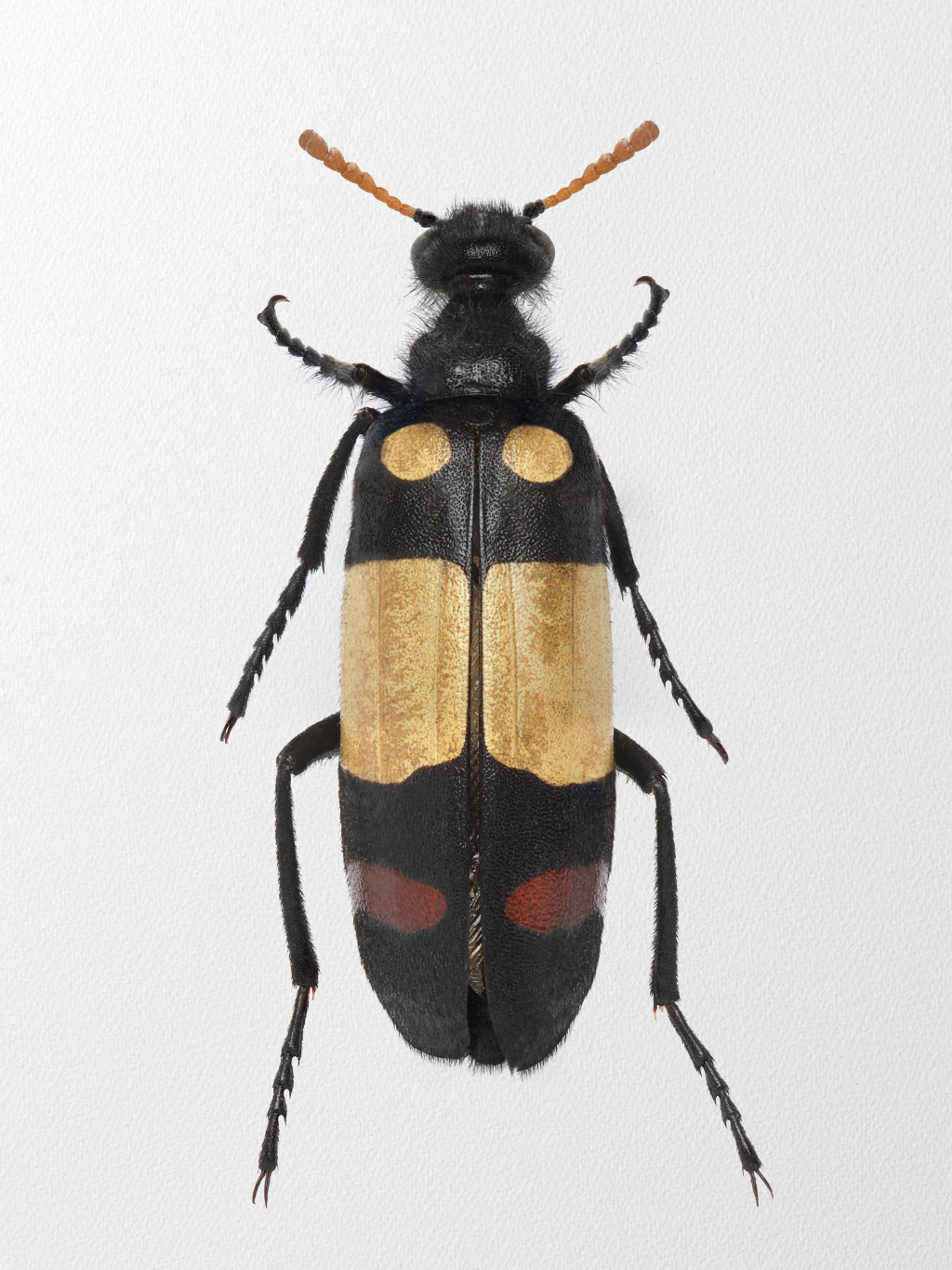 Sem titulo_formiga_2