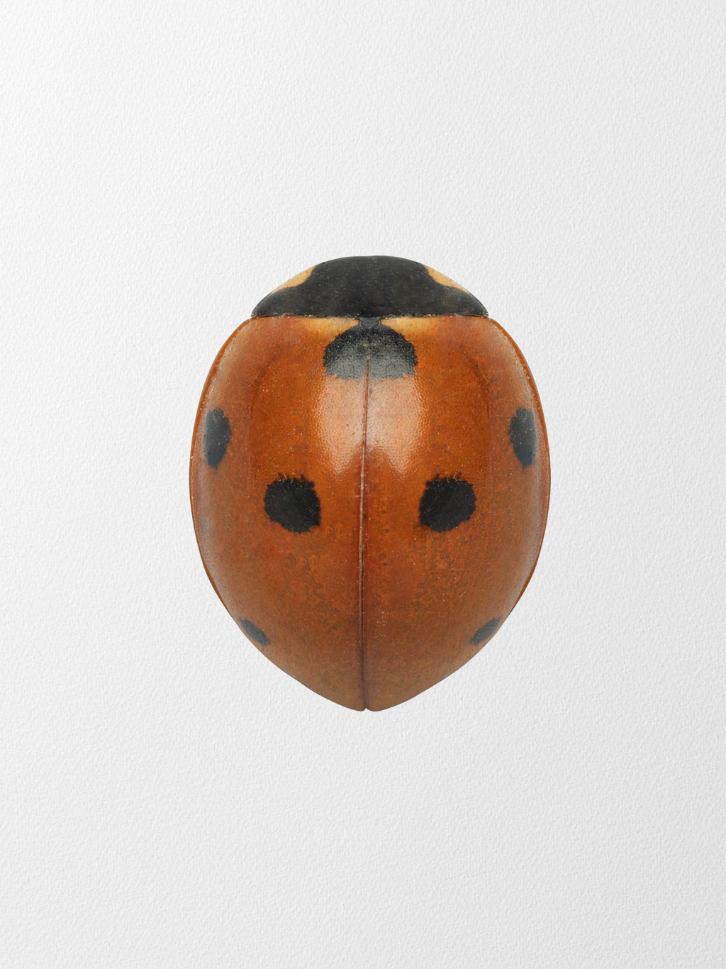 Lady Bug 1