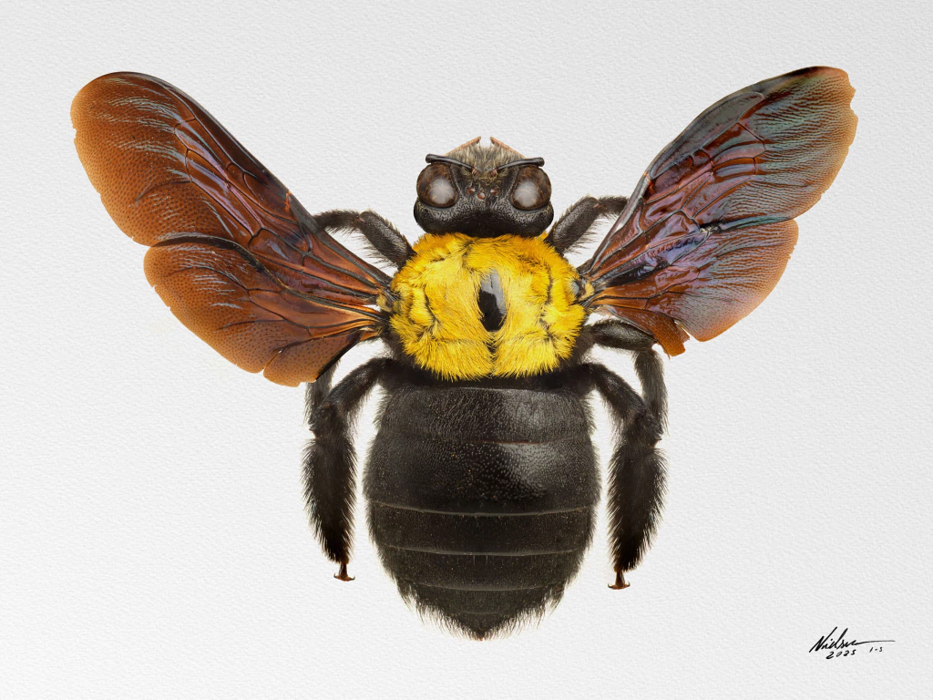 Xylocopa aestuans
