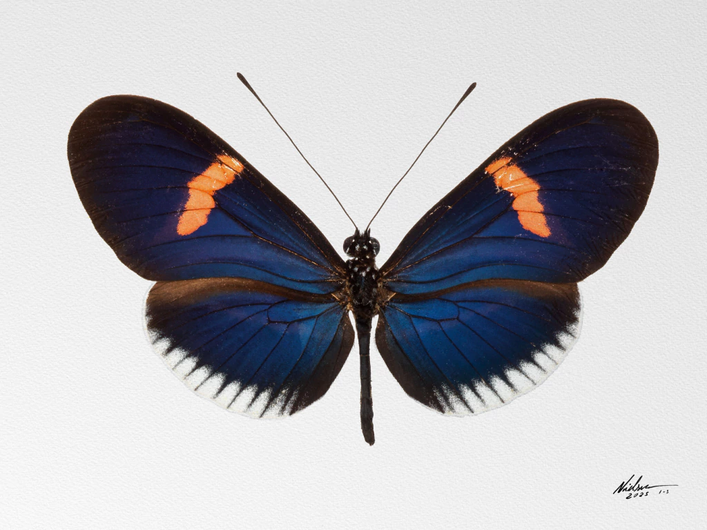 Heliconius Erato Cyrbia
