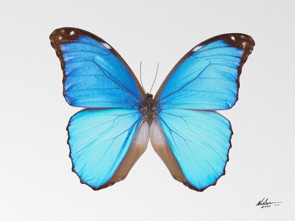 Morpho Aurora Aurela