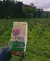 Yerba Mate Despalada Lapacho Rosa X 500 Gr en internet