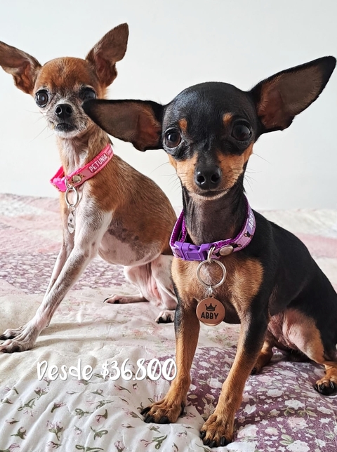 Collar + plaquita de acero - comprar online