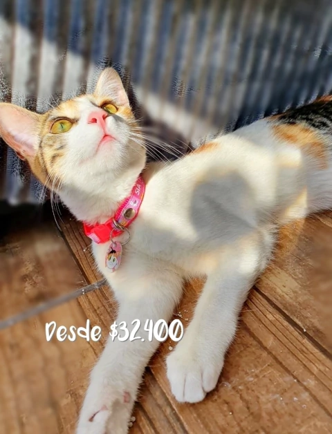 Collar + plaquita de aluminio - comprar online