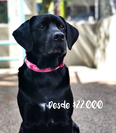 Collar personalizable - comprar online