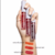 (HB565-R) Gel tint Feels Mood NATURAL RED - Ruby Rose en internet