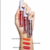 (HB565x36) Set de 36 Gels tints Feels Mood - Ruby Rose - comprar online
