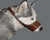 Bozal de Cuero Blondi para Perros - comprar online