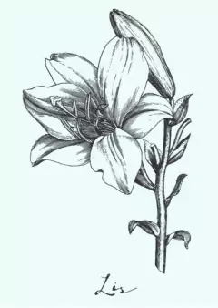 FS 068