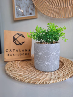 Planta Maceta cemento - Catalana Bariloche