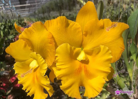 Rlc. Thaksina Gold "Nº 1"