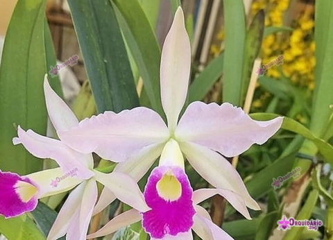 C. Tsubasa