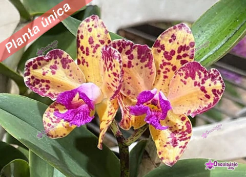 Cattleya amethystoglossa aurea