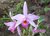 Imagem do Laeliocattleya Ancealaori