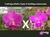 P543 - Cattleya Aloha Case x Cattleya sincorana - loja online