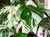 Monstera deliciosa Variegata "Thai Constelation" - comprar online