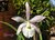 Brassocattleya Walper - comprar online