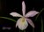 Brassocattleya Walper na internet
