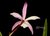 Imagem do Brassocattleya Walper