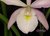 Brassocattleya Walper - loja online