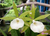 Brassocattleya Ploenpit Star