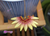 Bulb. daisy chain - comprar online