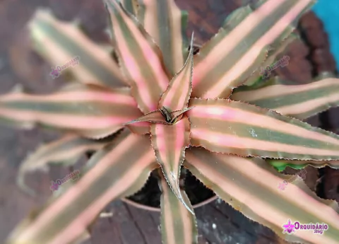 Cryptanthus bivittatus