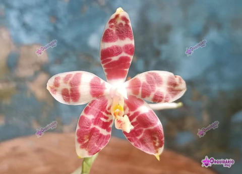 phal. amboinensis - comprar online