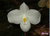 Paphiopedilum delenatii alba