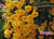 Dendrobium agregatum (lindleyi)