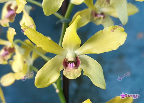 Dendrobium Anchang "1170" - comprar online