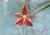 Phalaenopsis Adri Witanta Husada ( javanica × cornu-cervi) - comprar online