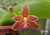 Phalaenopsis Adri Witanta Husada ( javanica × cornu-cervi)