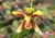 Phalaenopsis kunstleri