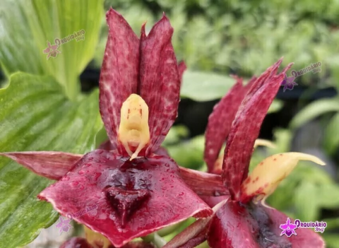 Catasetum Extravaganza